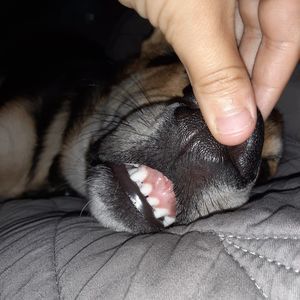 Meet your Posher, Harley